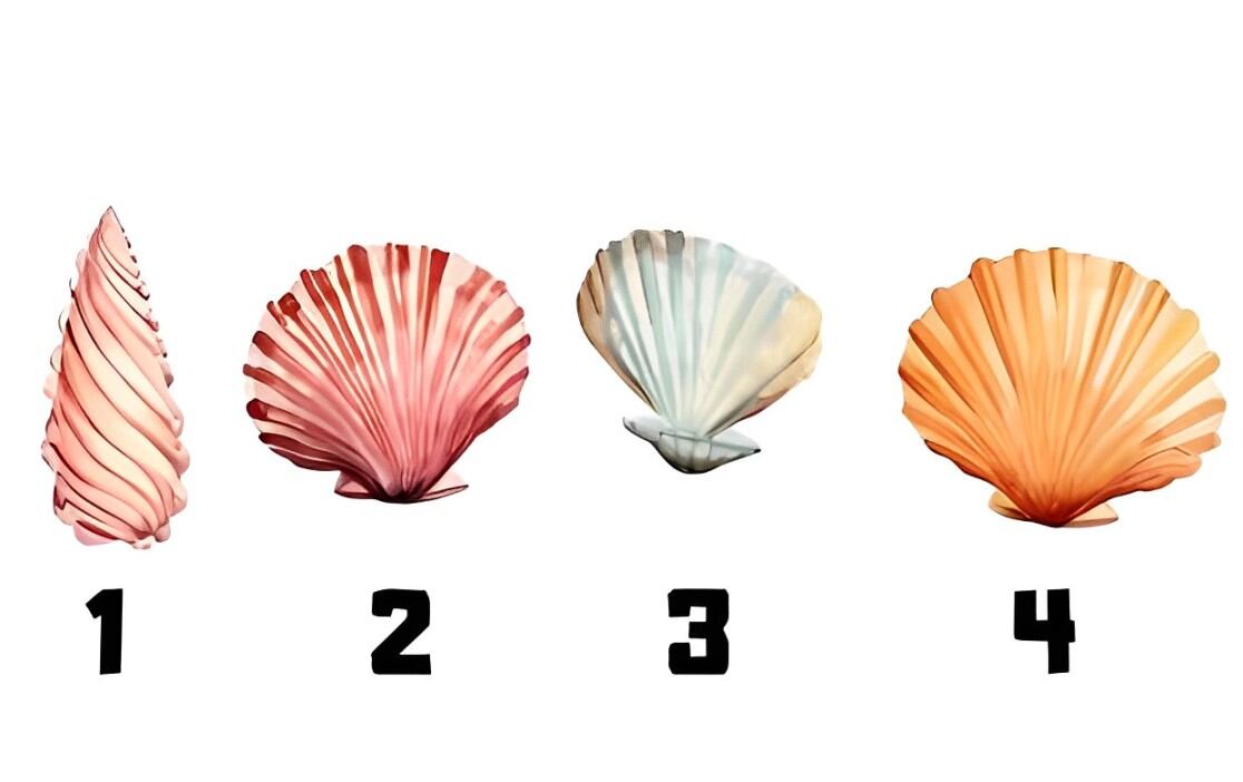 Elige una concha de mar en esta imagen para conocer tus rasgos más sobresalientes (Foto: Namastest).