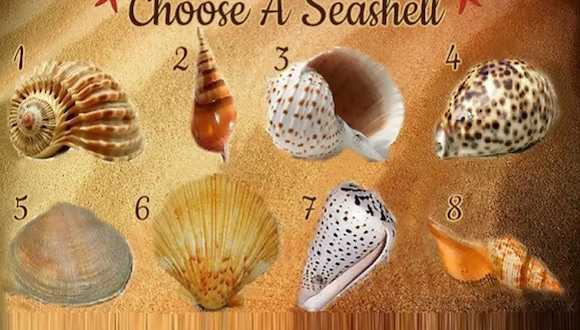 TEST VISUAL | En esta imagen hay varias conchas marinas. Tienes que elegir una. (Foto: namastest.net)