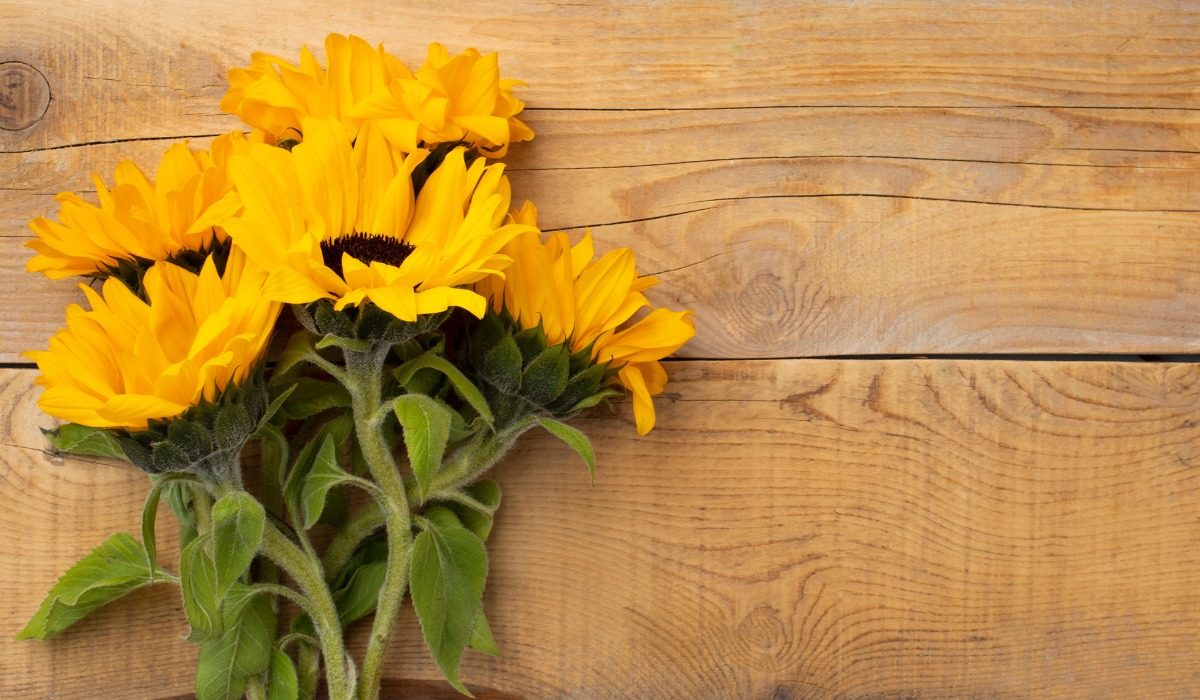 ¿Por qué se regalan flores amarillas el 21 de marzo? (Foto: Freepik).