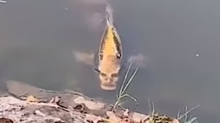 Pez ‘con rostro humano’ es captado en lago y video causa conmoción en el mundo