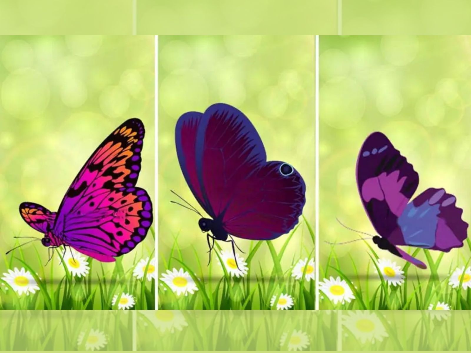 TEST VISUAL | Este tipo de insectos se visualizan en zonas con presencia de áreas verdes. (Foto: Namastest)