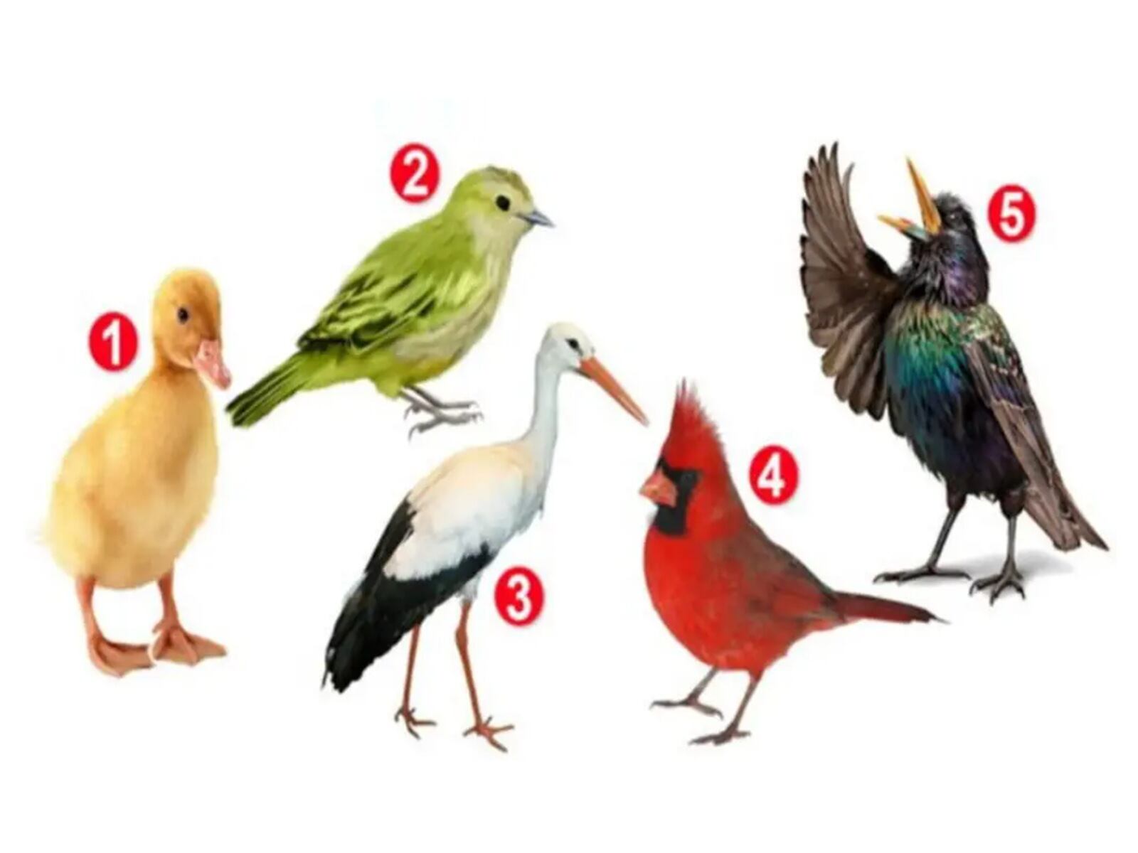 TEST VISUAL | Esta imagen te muestra muchas aves. Debes elegir una. (Foto: namastest.net)