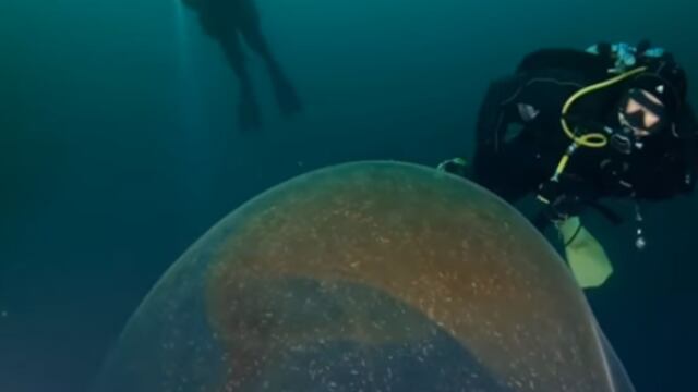 Científicos quedan desconcertados al hallar extraña burbuja transparente en el fondo del mar 