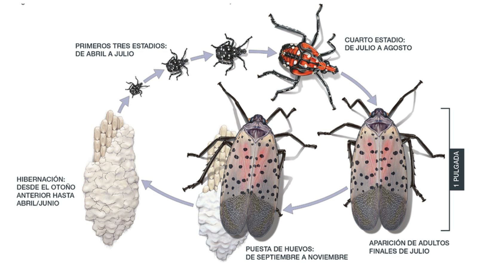 Mosca linterna moteada es una plaga que afecta varios estados del este de Estados Unidos (Foto: Usda)