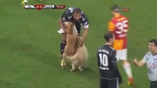 ¡La interrupción más tierna! Perros entran en pleno partido de fútbol y juegan con todos [VIDEO]