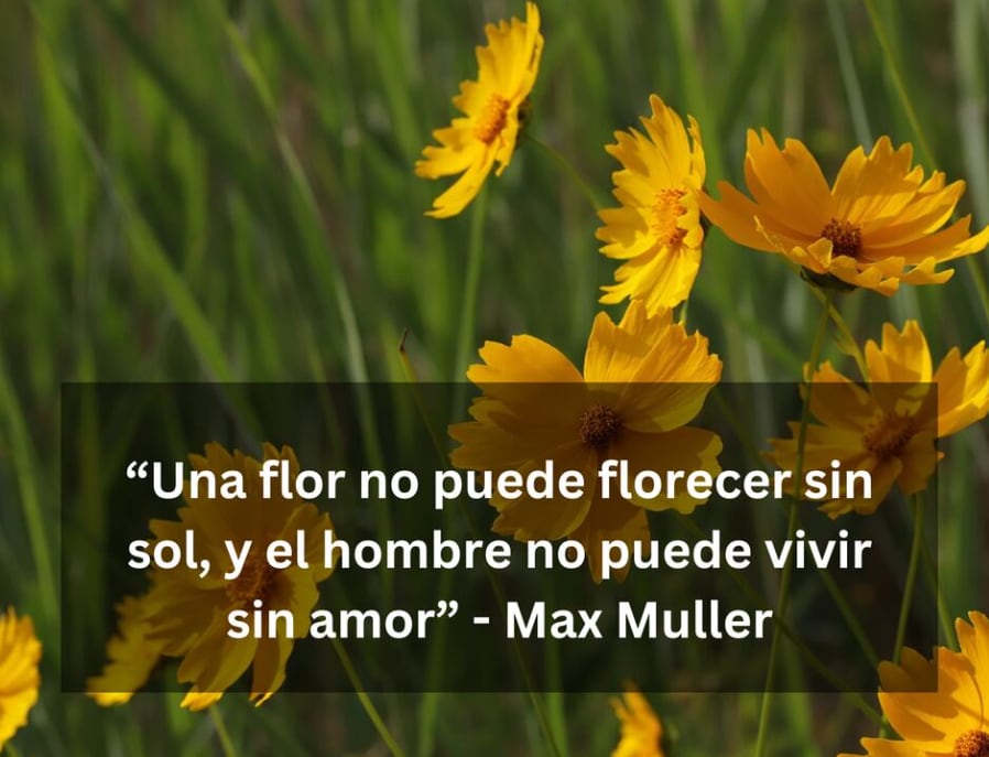 “Una flor no puede florecer sin sol, y el hombre no puede vivir sin amor” - Max Muller | Imagen de HeungSoon en Pixabay / Composición Depor.