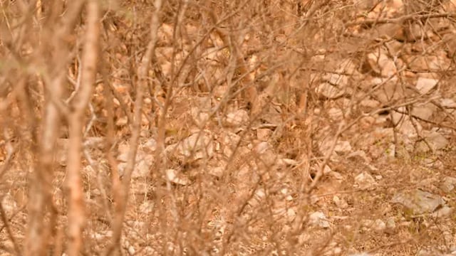 ¿Puedes encontrar al leopardo en esta ilusión en 10 segundos?