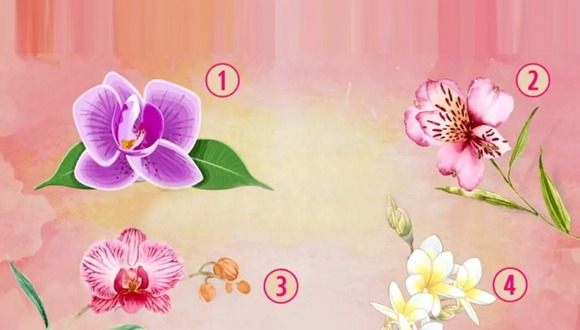 TEST VISUAL | En esta imagen puedes apreciar cuatro orquídeas. Tienes que escoger una. (Foto: namastest.net)