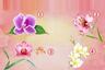 El test visual que revelará cómo eres cuando escojas una orquídea