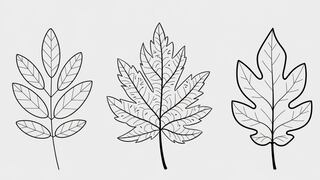 Escoge una de las tres hojas en esta imagen para saber qué te depara el futuro