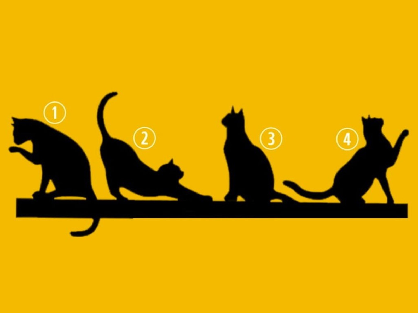 TEST VISUAL | En esta imagen se aprecian muchos gatos. Tienes que elegir uno. (Foto: namastest.net)