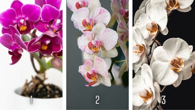 ¿Qué orquídea te parece hermosa? Tu elección de dirás datos nuevos de tu personalidad