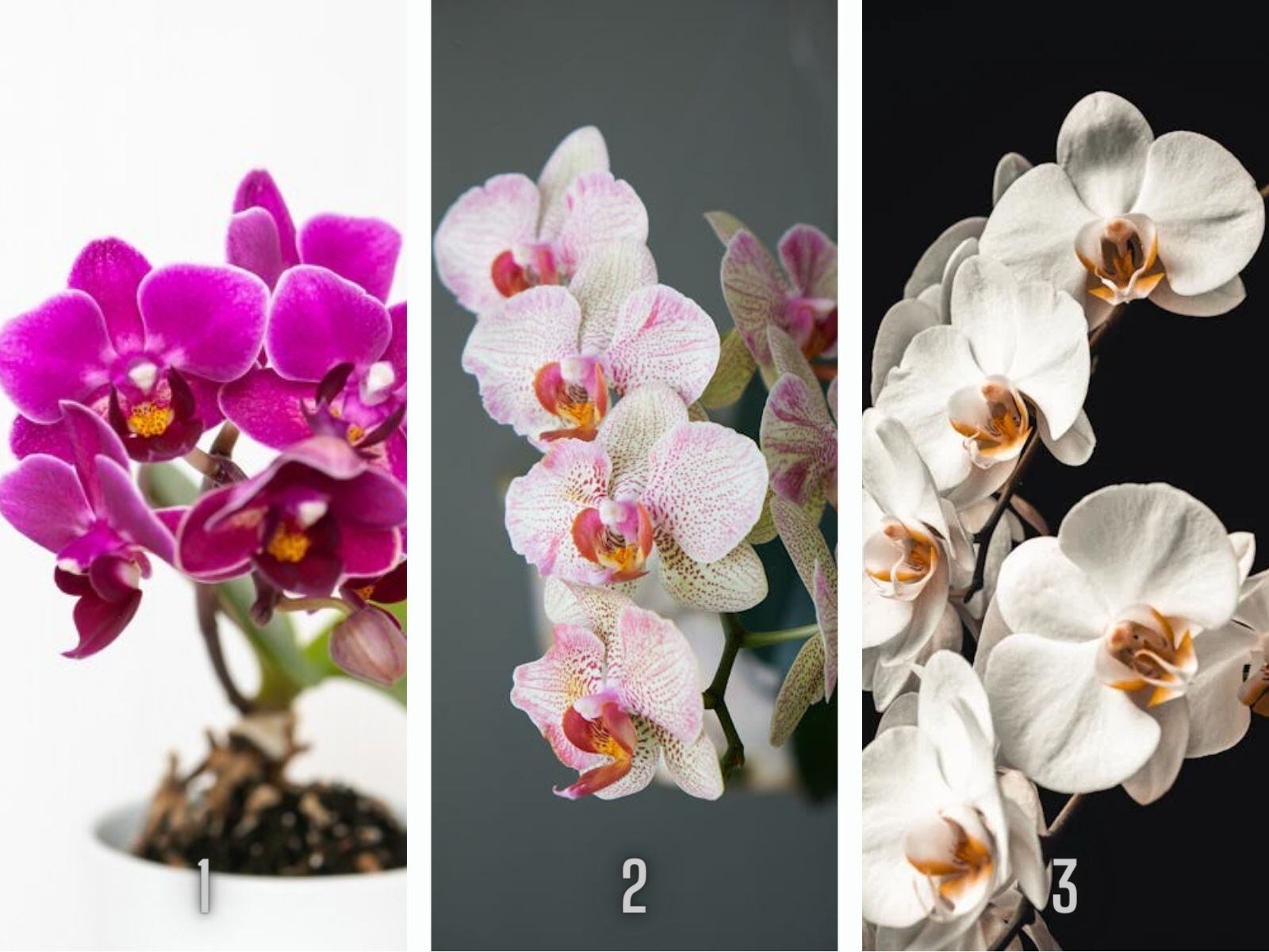 TEST VISUAL | Este tipo de plantas se encuentran situadas en todo el mundo. (Foto: Composición Freepik / Depor)