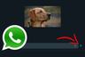 Aprende a abrir fotos y videos para ver una sola vez en WhatsApp Web