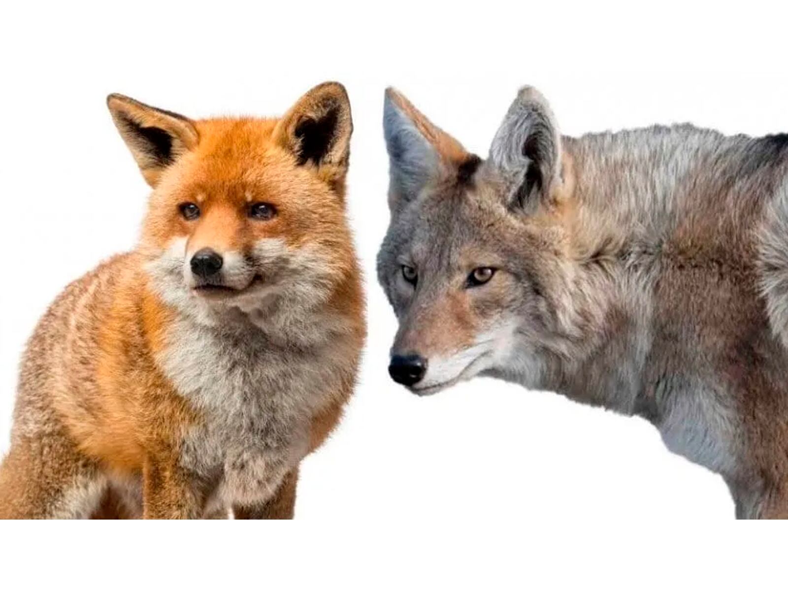 Escoge sabiamente entre una de las dos alternativas y conocerás los resultados del test visual.| Foto: namastest