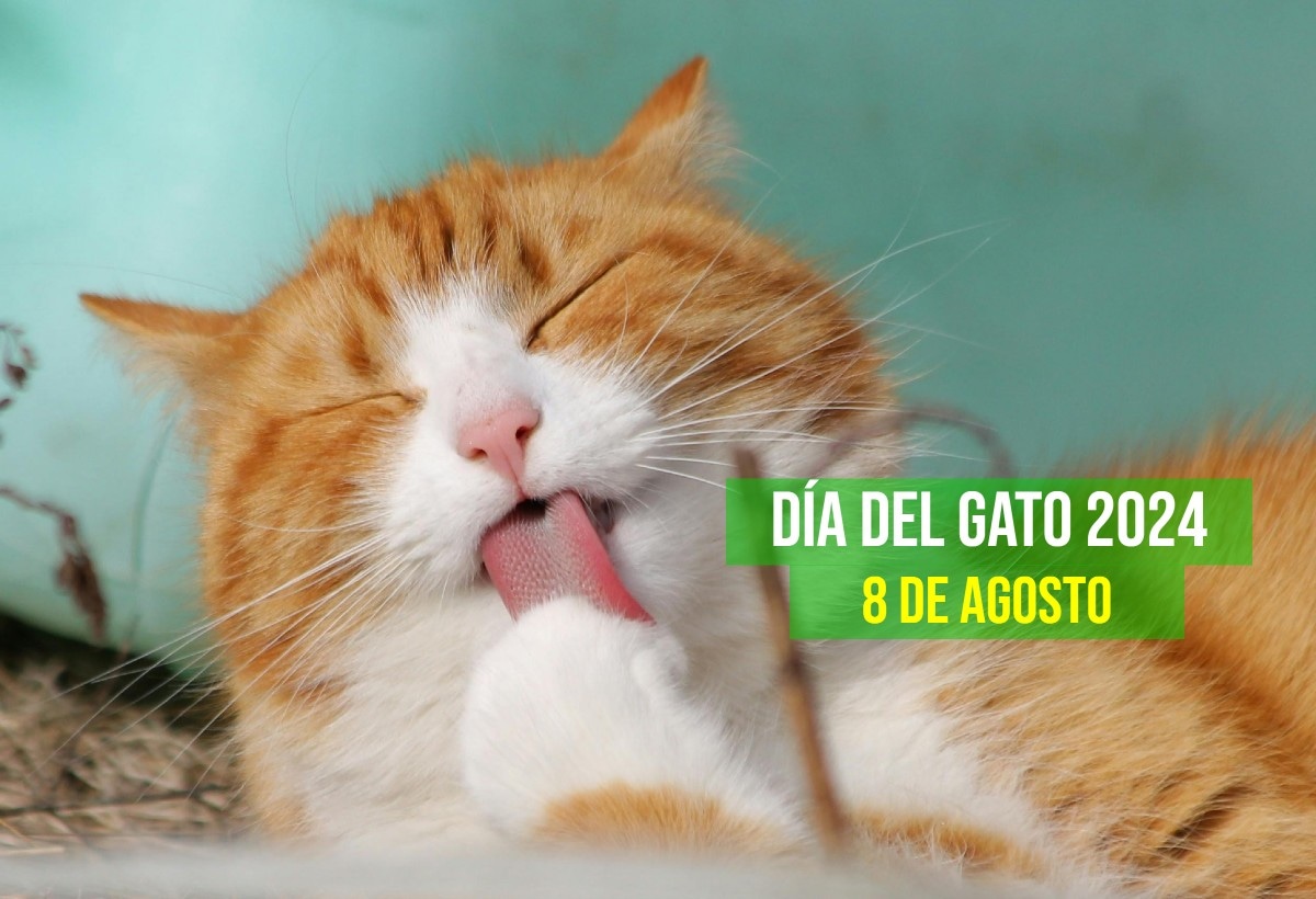 El Día Internacional del Gato es una celebración que tiene lugar el 8 de agosto de cada año. (Pexels)