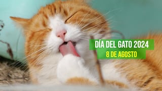 50 frases para celebrar el Día Internacional del Gato: este 8 de agosto rinde homenaje a tu felino