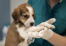 La tendencia de TikTok que puede poner en peligro la vida de tu mascota: no uses estos medicamentos