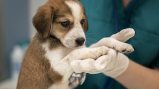 La tendencia de TikTok que puede poner en peligro la vida de tu mascota: no uses estos medicamentos