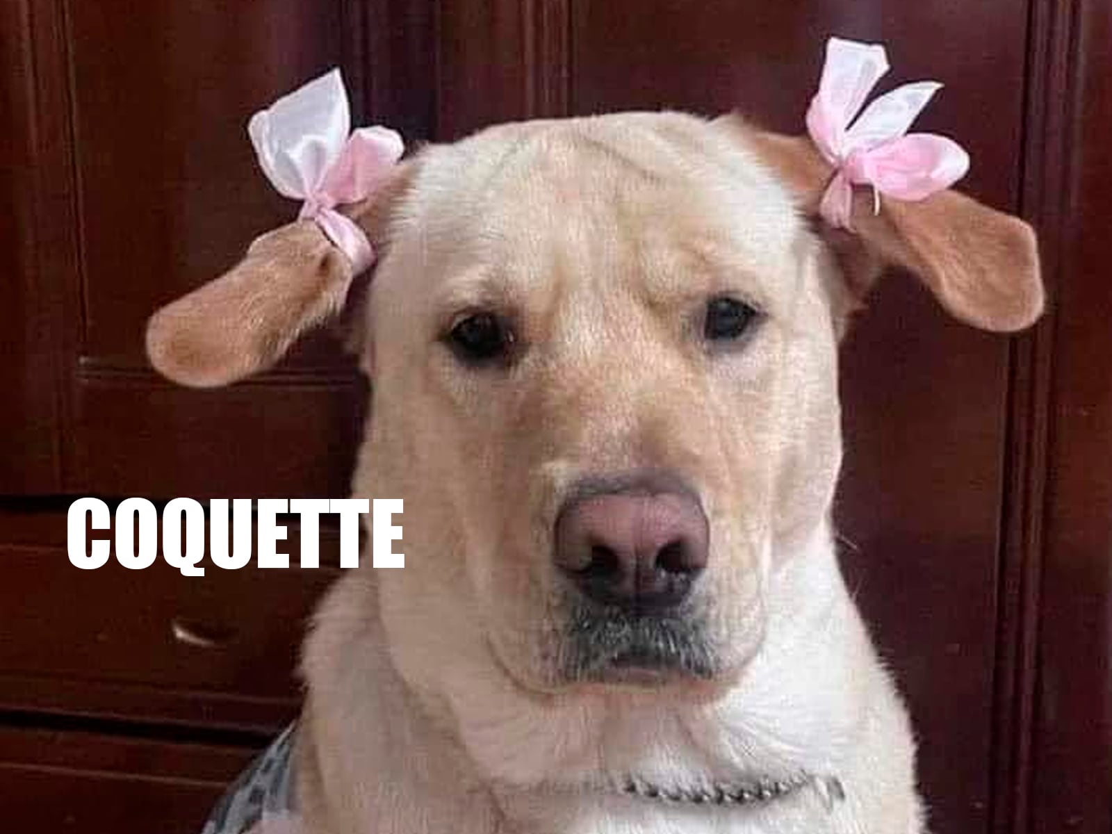 WHATSAPP| Los perritos también se unen a la tendencia "Coquette". (Foto: Meme generator)