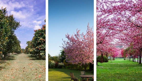 TEST VISUAL | ¿Qué jardín te parece más hermoso en la imagen que estás visualizando? (Foto: Composición Freepik / Depor)