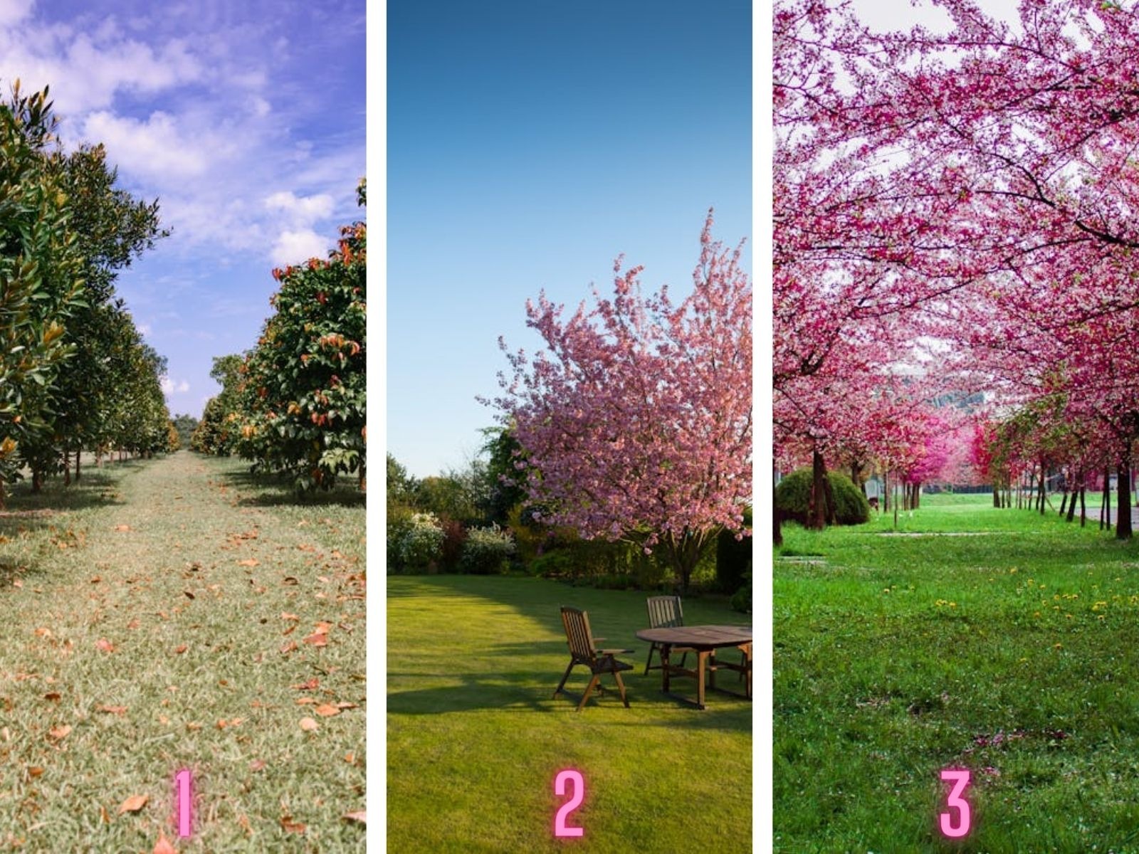 TEST VISUAL | ¿Qué jardín te parece más hermoso en la imagen que estás visualizando? (Foto: Composición Freepik / Depor)