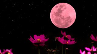 ¿A qué hora ver la Luna Rosa de abril 2023? Cuándo será el evento y cómo verlo