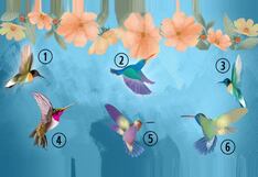 Descubrirás el tipo de persona que eres luego de escoger un colibrí