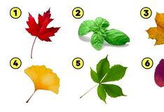 Test de personalidad: elige una hoja y entérate cuál es el mayor valor de tu vida