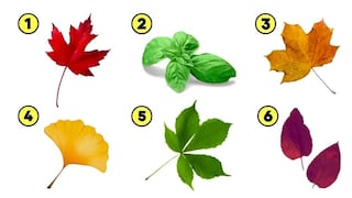 Test de personalidad: elige una hoja y entérate cuál es el mayor valor de tu vida