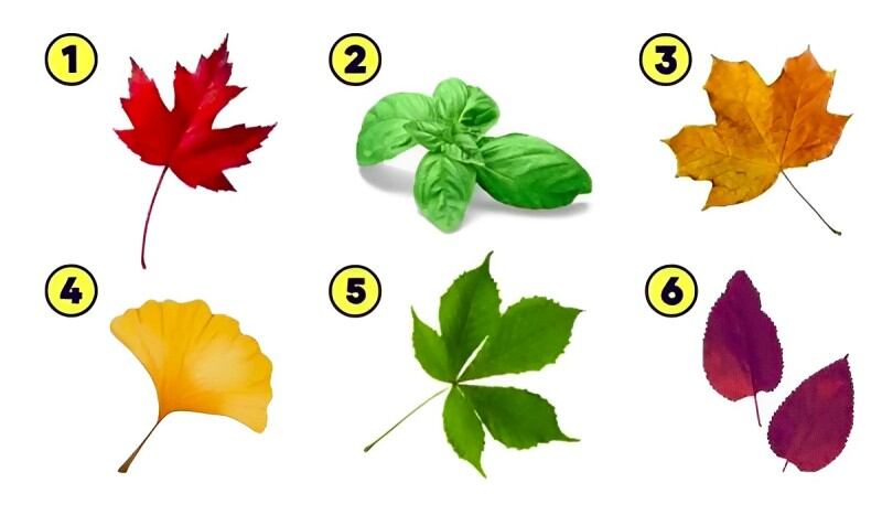 Test de personalidad: descubre cuál es el mayor valor en tu vida. (Foto: Facebook)