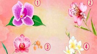 Elige la orquídea que más te gusta y el test viral detallará secretos sobre tu personalidad