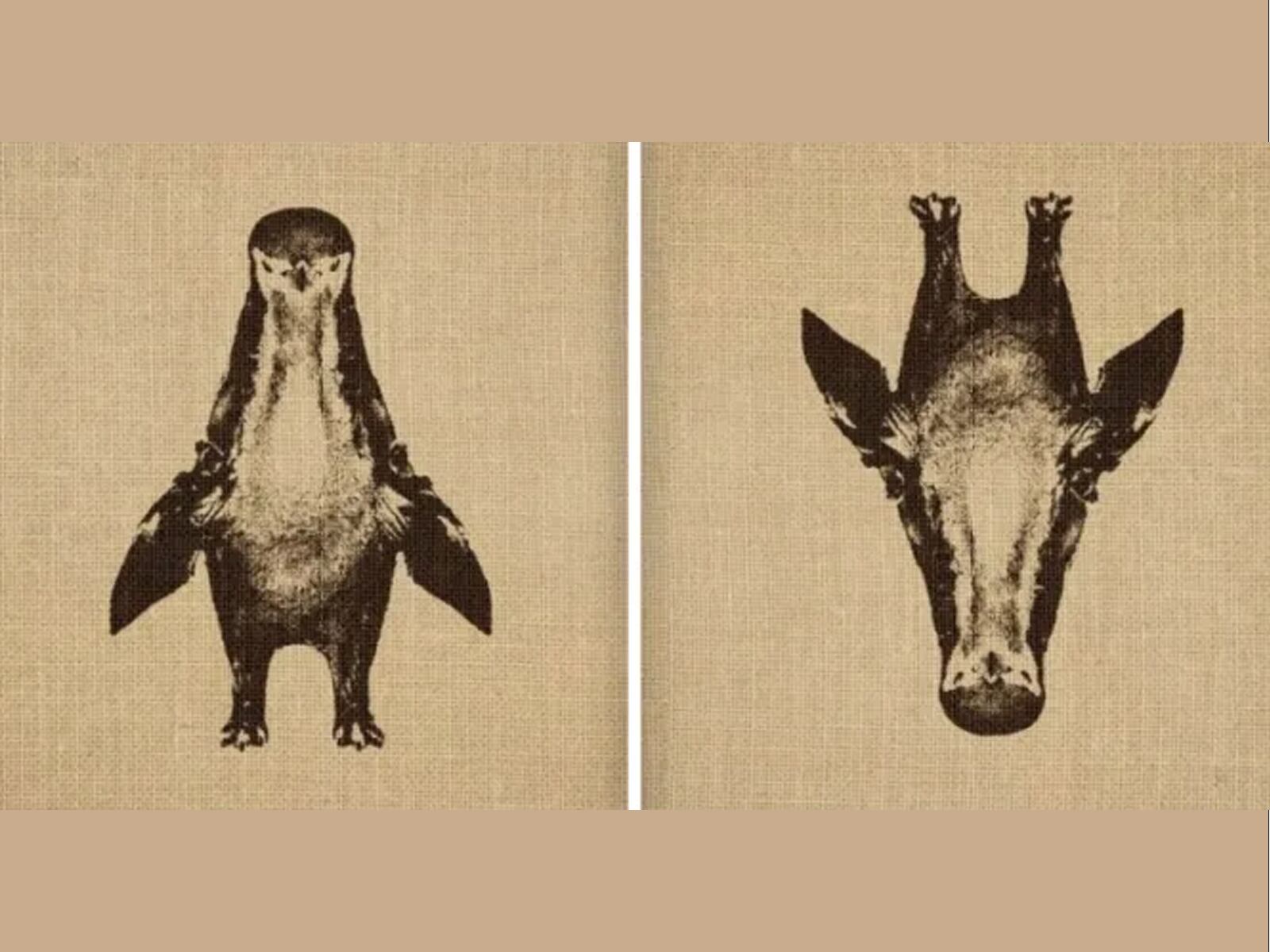 TEST VISUAL | ¿Un pingüino o una jirafa?