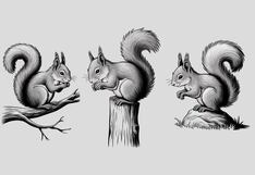 Elige una de las tres ardillas en la imagen para saber si tendrás éxito en tu vida