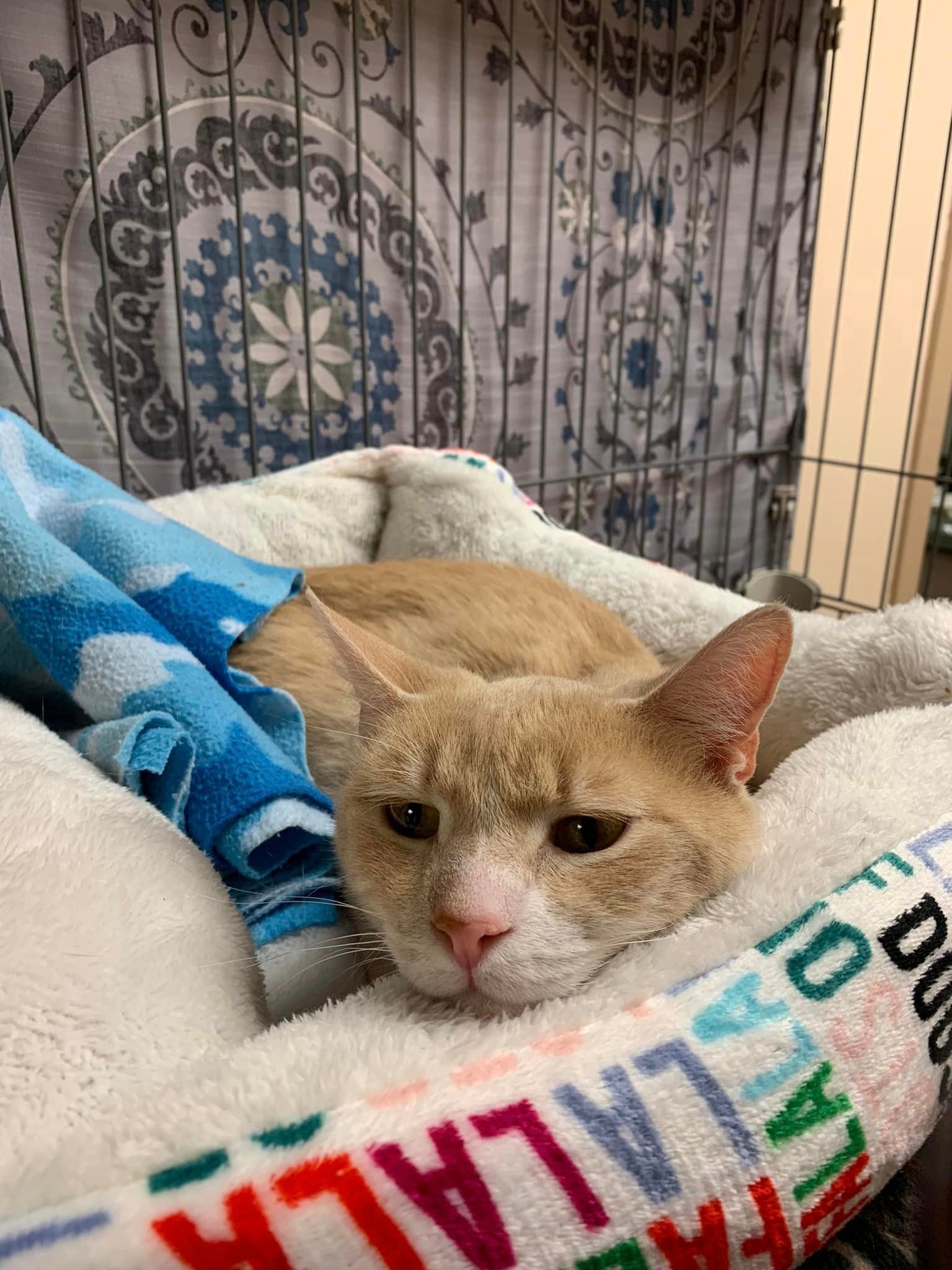 HISTORIAS | Bruno fue adoptado por la pareja conformada por Catherine y Andrew. (Foto: Montville Animal Shelter New Jersey/Facebook)