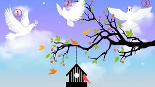 El tipo de persona que eres saldrá a la luz cuando digas cuál es la paloma que más te gusta