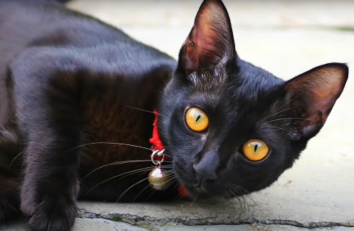 Los gatos son la mascota favorita de muchas personas (Foto: SiamCatChannel/YouTube)