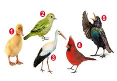 Seleccionando una de las aves conocerás más sobre tu persona