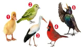 Seleccionando una de las aves conocerás más sobre tu persona