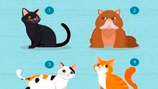 Elige el gato que más te gusta y el test viral te revelará qué necesitas en una relación sentimental