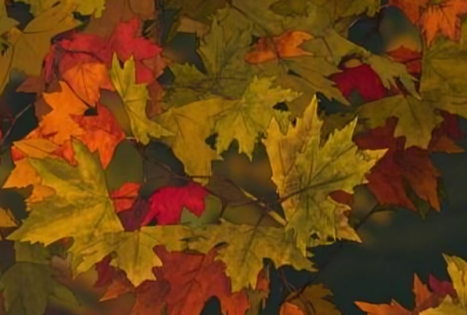 Reto visual: Halla al pajarito oculto entre las hojas: solo uno de cada diez lo consigue en menos de 10 segundos (foto: Depor)