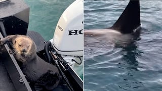 Indefensa nutria se trepa de un barco para salvar su vida de una orca