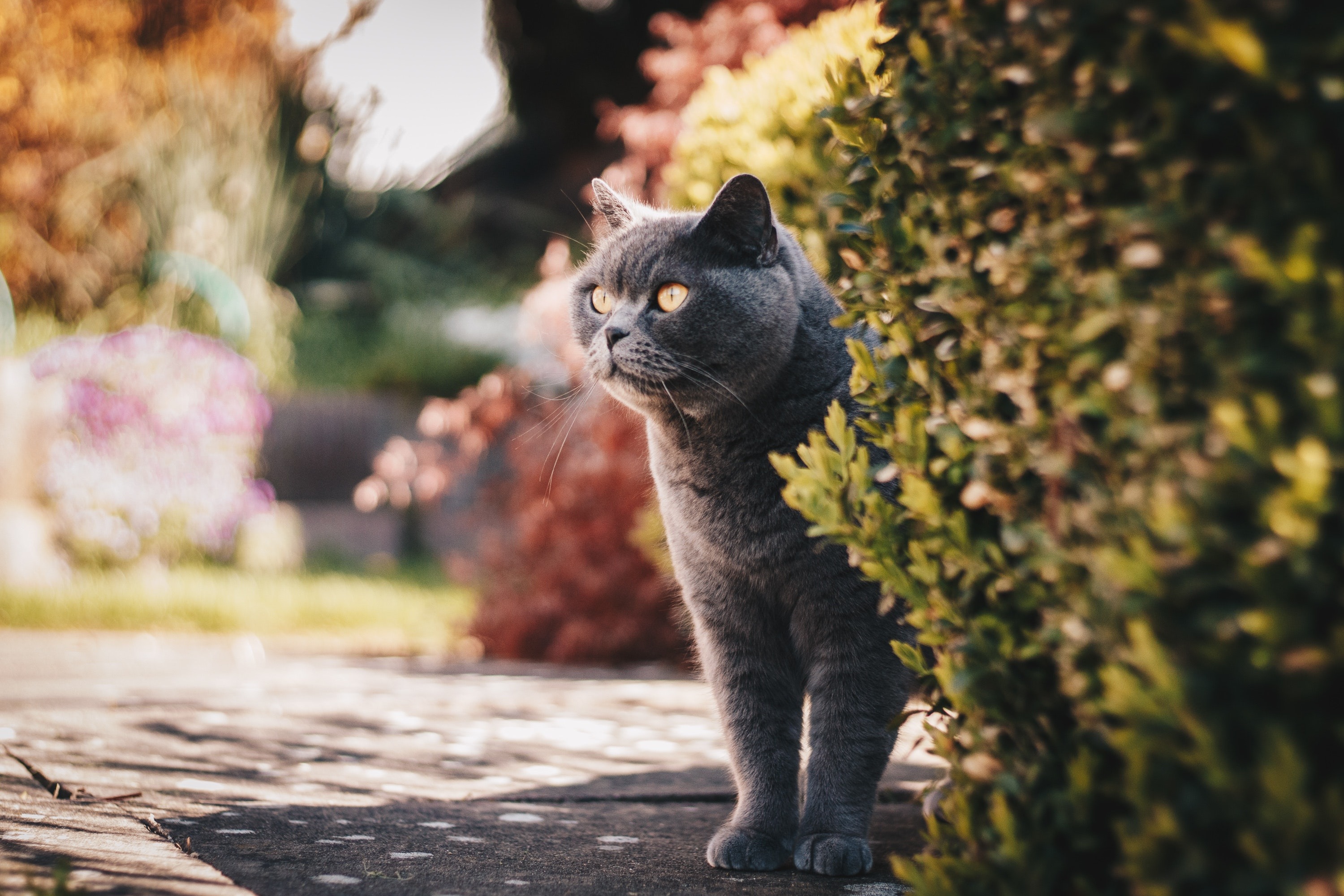 TRUCOS CASEROS | Un gato entre plantas. (Foto: Pexels)