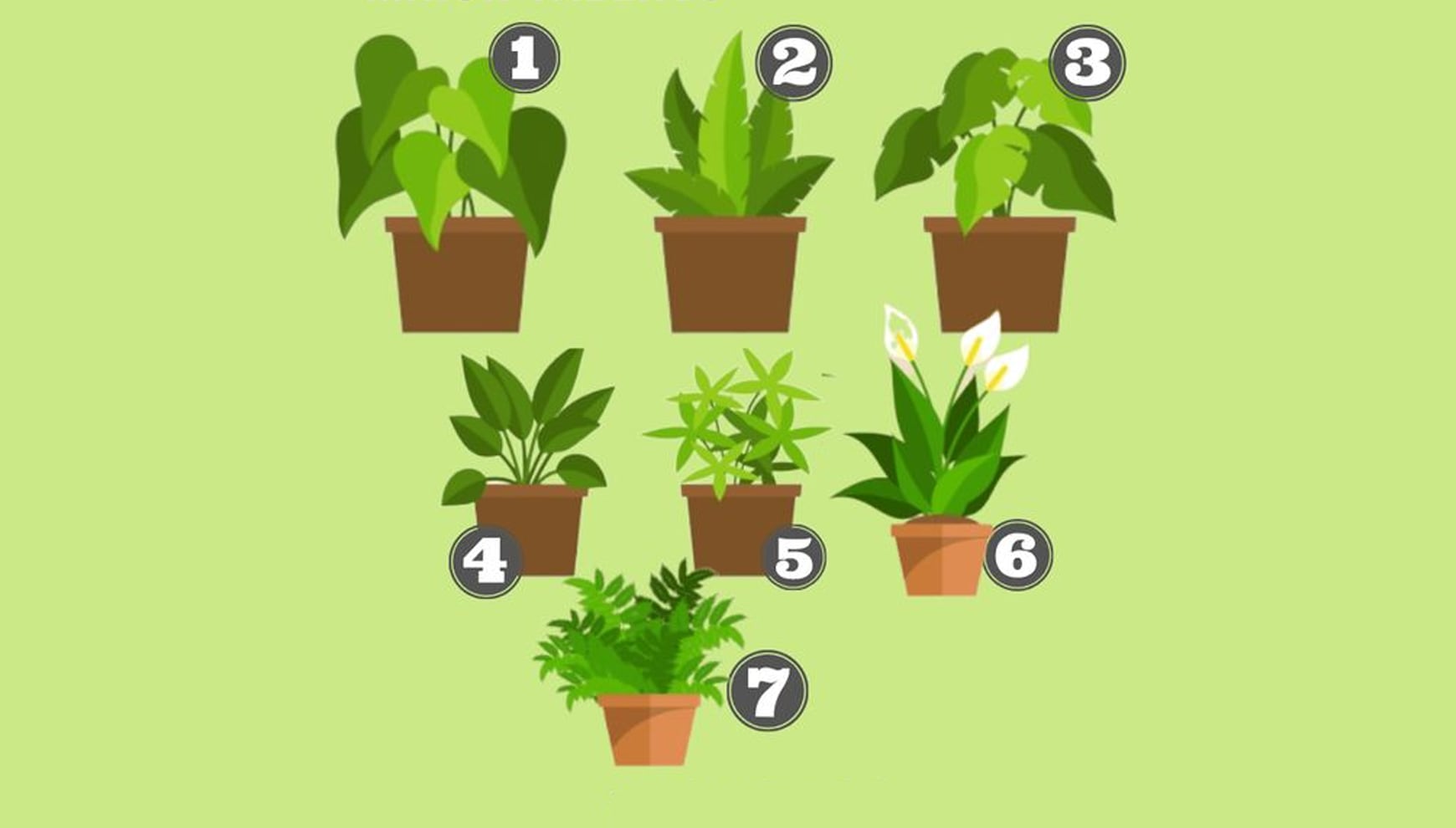 Test de personalidad: Elige la planta que más te atraiga y descubre qué representa para ti.