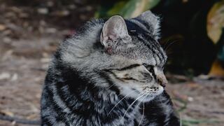 El video protagonizado por un gato callejero que ha dejado intrigados a cientos en las redes