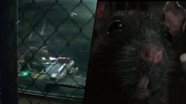 "Avengers: Endgame": fans creen que la rata que liberó a Ant-Man del Reino Cuántico apareció antes en el UCM