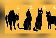 Test de personalidad: conoce cómo te ven las personas según el gato que escojas