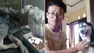 Perro abandonado al borde de la muerte se salva gracias al gran corazón de un joven