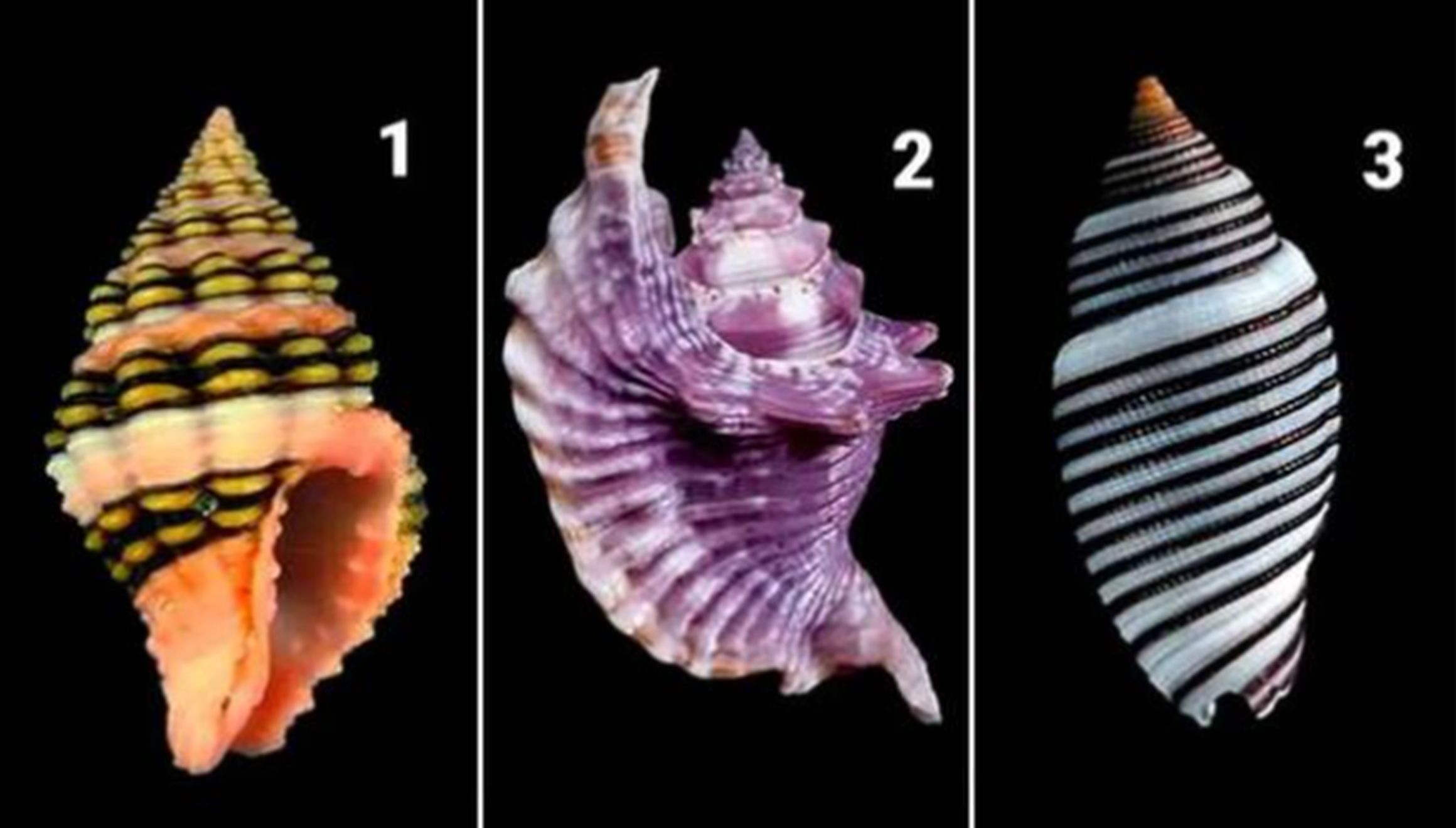 TEST VISUAL | En esta imagen se aprecian tres conchas marinas. Tienes que escoger una. (Foto: namastest.net)