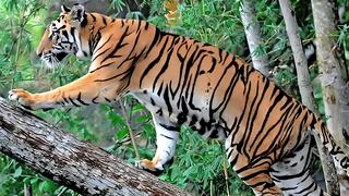 ¿Puedes encontrar el tigre oculto en esta imagen? Solo un 1% lo puede ver al primer intento